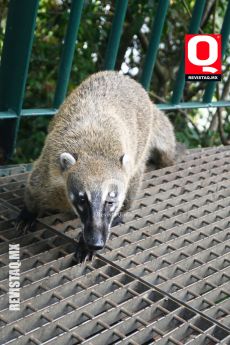 Coatí