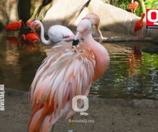 Flamenco