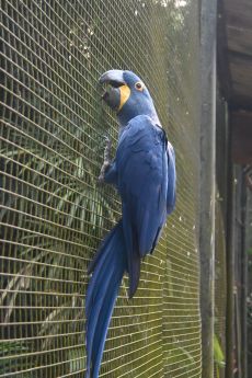 Guacamaya Azul