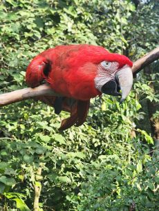 Guacamaya Roja,