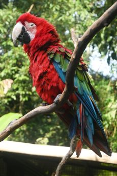Guacamaya Roja..