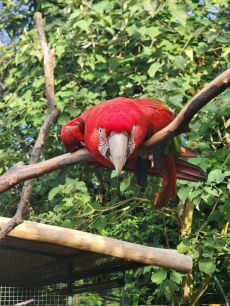 Guacamaya Roja