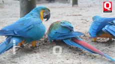 Guacamayo Azul y Amarillo