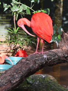 Ibis escarlata