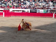 Olé torero
